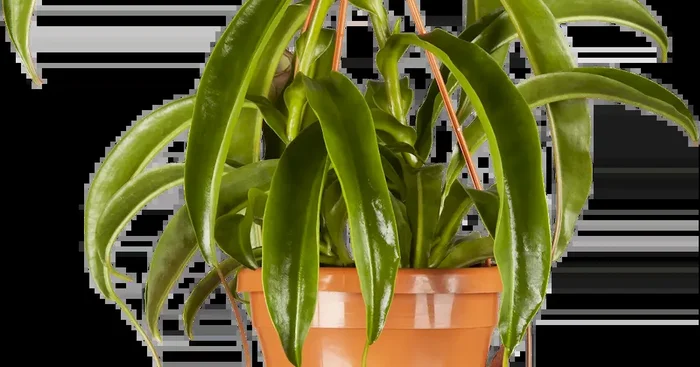 Nepenthes Hybriden Ampel