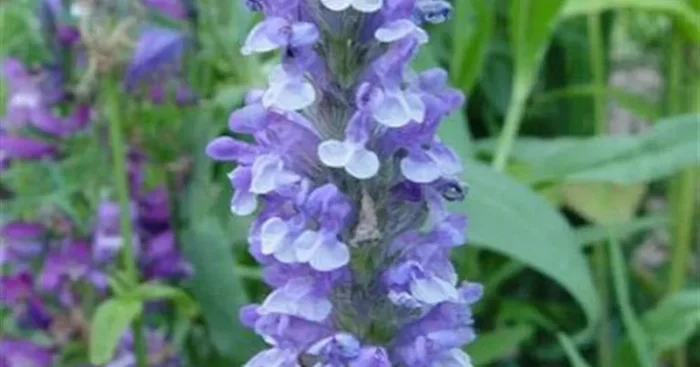 Nepeta nervosa ‚Blue Moon‘