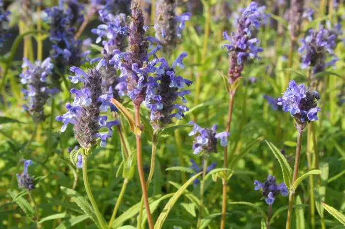 Nepeta nervosa (Geaderte Katzenminze)