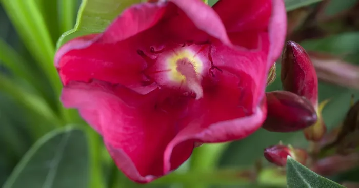 Nerium oleander, rot${2}