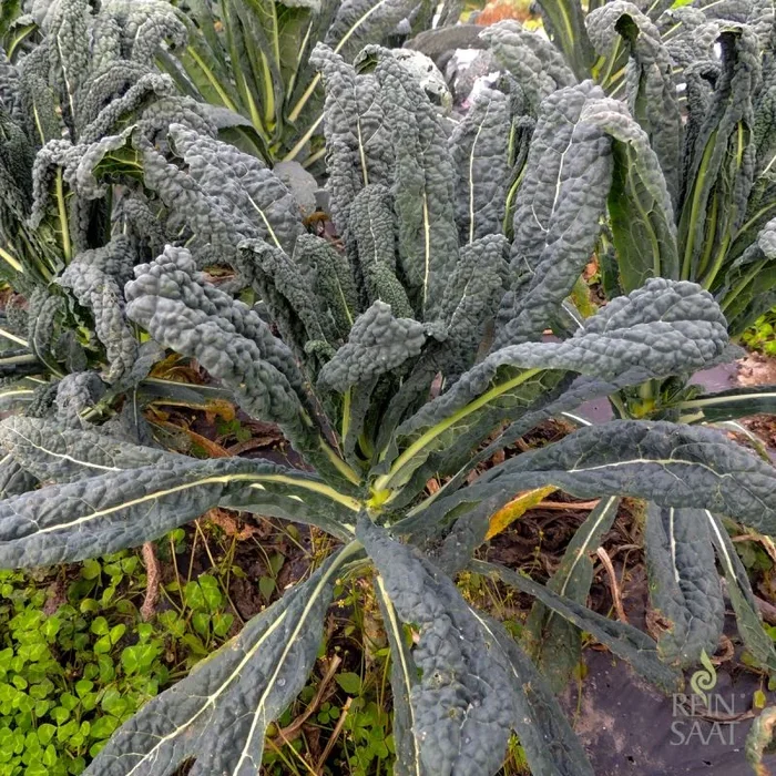 Nero di Toscana