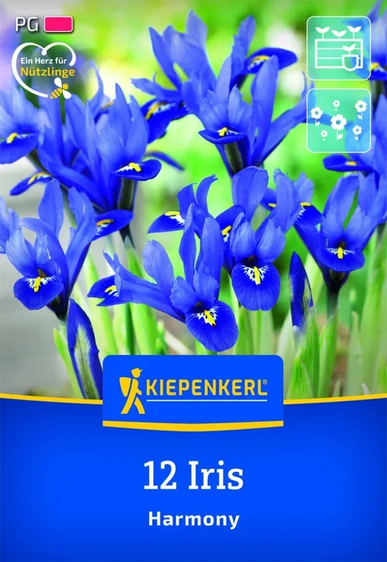 Netzblatt-Schwertlilie Harmony, 12 Stück, Herbstblumenzwiebeln Kiepenkerl