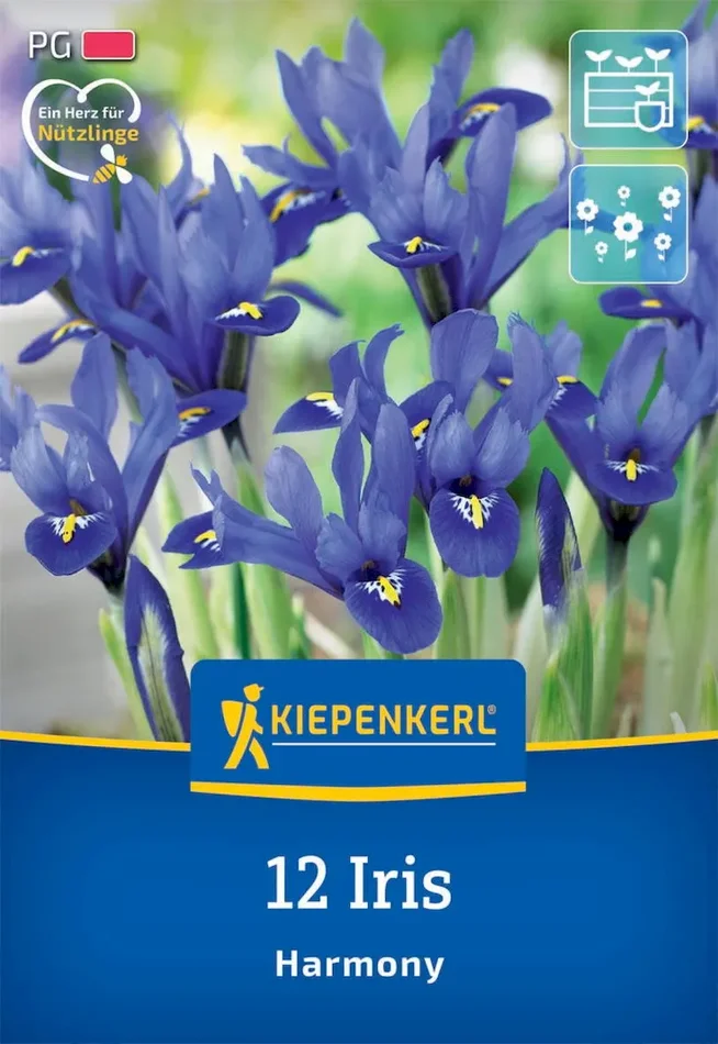 Netzblatt-Schwertlilie