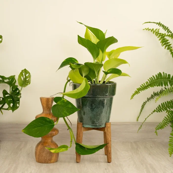 *New* Devil’s Ivy | Tricolour | Golden Pothos