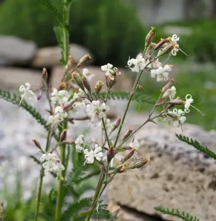 Nickendes Leimkraut (Silene nutans) „Bio“