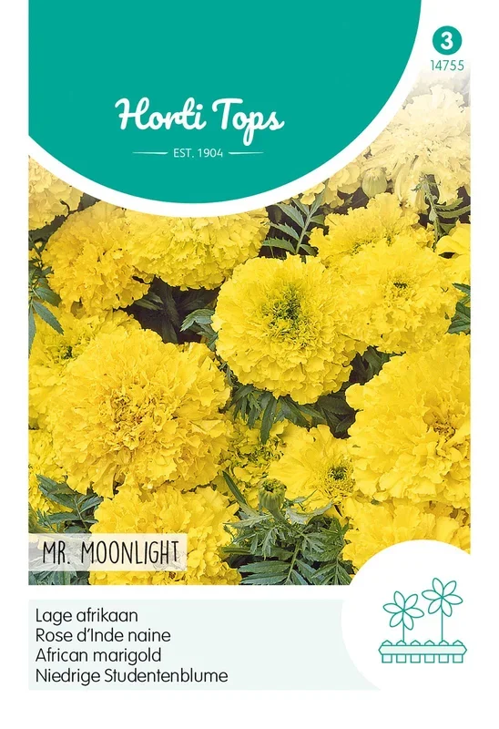 Niedrige Studentenblume Mr. Moonlight Hellgelb [MHD 07/2024]
