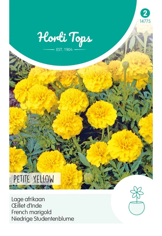 Niedrige Studentenblume Petite Yellow [MHD 07/2024]