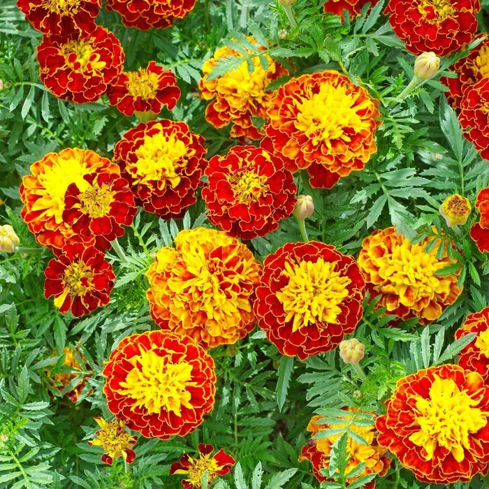 Niedrige Studentenblume