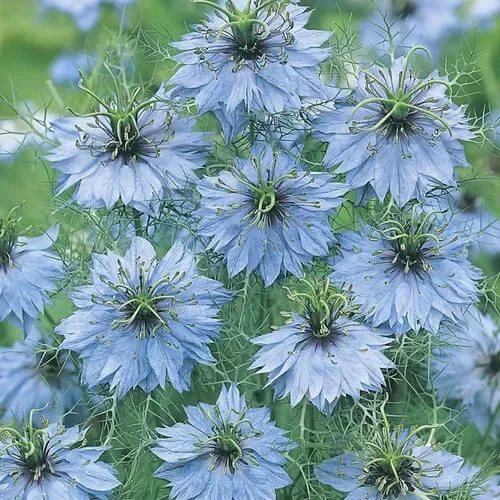 Nigella Damascena ‚Miss Jekyll Light Blue‘