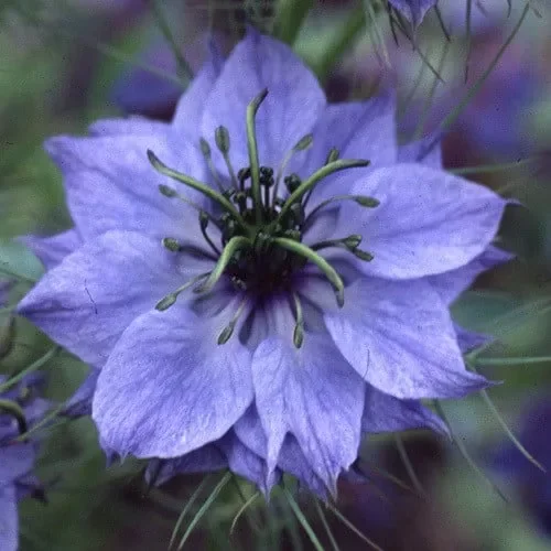 Nigella Damascena