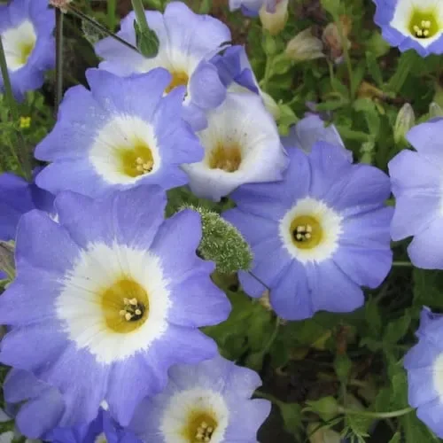 Nolana Paradoxa ‚Blue Bird‘