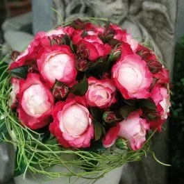 Nostalgie-Duftrose (Züchterrose) Nostalgie