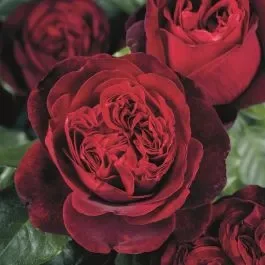 Nostalgie®-Edelrose (Züchterrose) Admiral