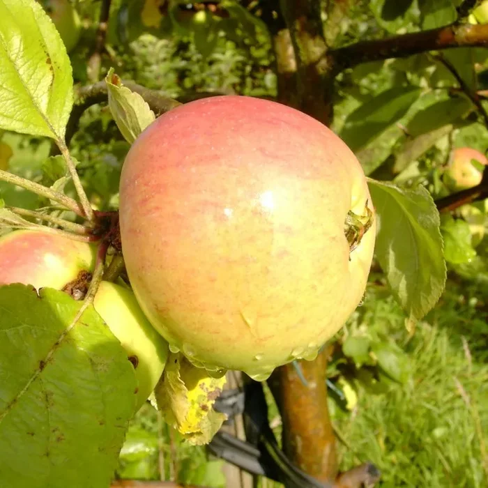 Notariatsapfel Hochstamm
