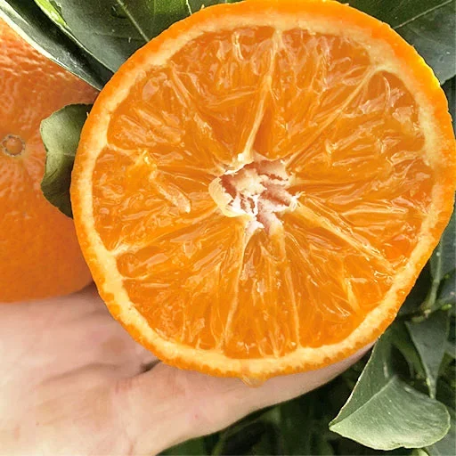 Nova Mandarine (Kernlose Mandarinenpflanze) 120-150 cm – Ideal für Garten & Terrasse