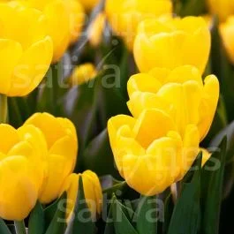 Novi Sun – Triumph Tulpe