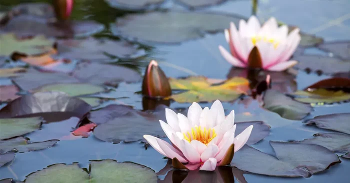 Nymphaea${2}