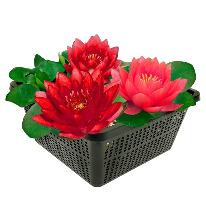 Nymphaea Petroula