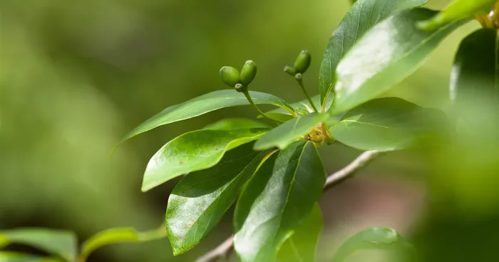 Nyssa sylvatica