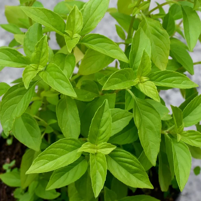 Ocimum x africanum