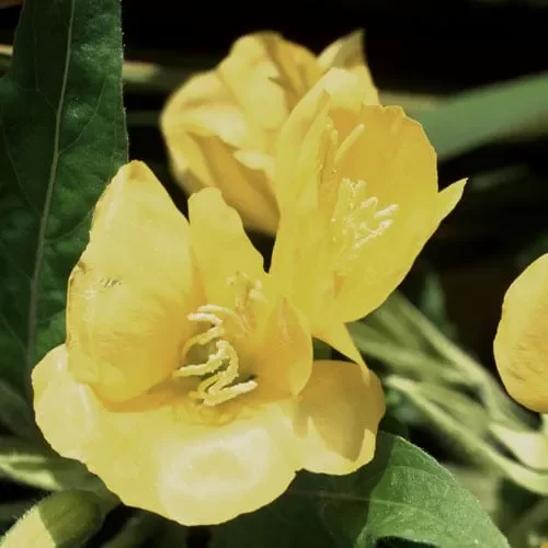 Oenothera Biennis (Evening Primrose)