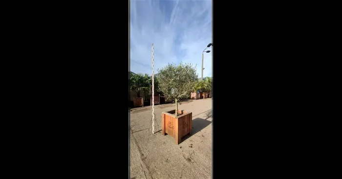 Olea