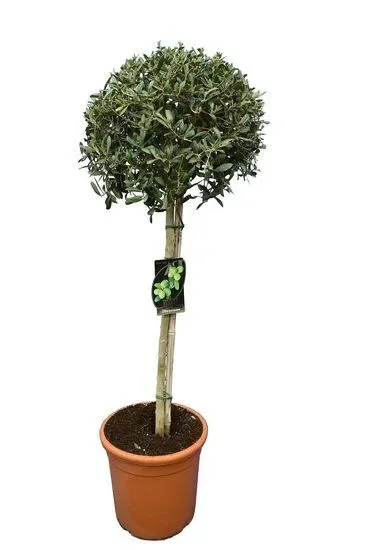 Olea europaea – bol op stam – Olivenbaum