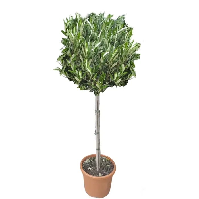 Olea europaea, Olive Tree (1m)