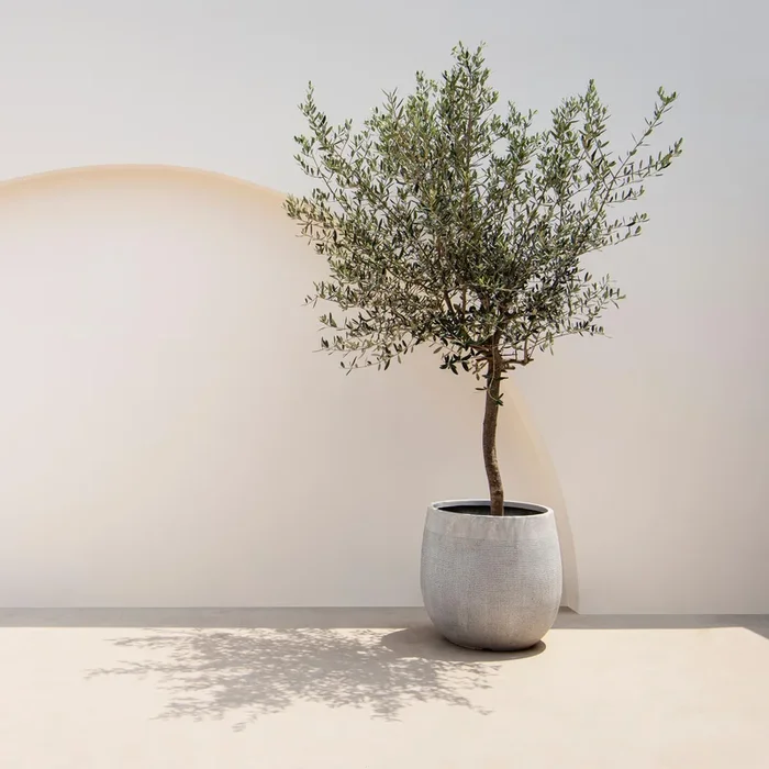 Olea europea – Olivenbaum, Ölbaum