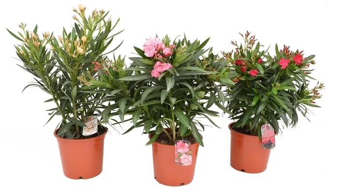 Oleander- Nerium oleander – pflegeleichter Kübelstar vom Mittelmeer