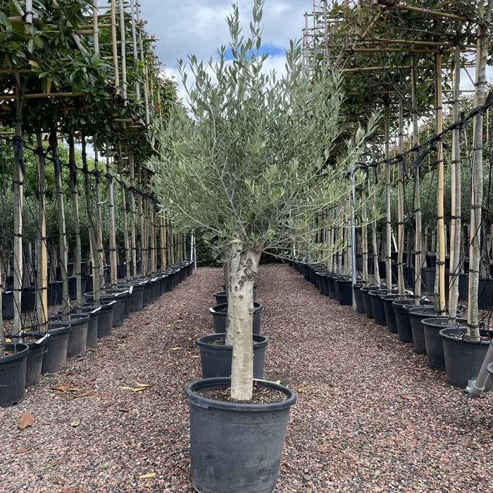 Olivenbaum 20-30 cm