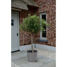 Olivenbaum Bonsai ‘New Jersey’ M