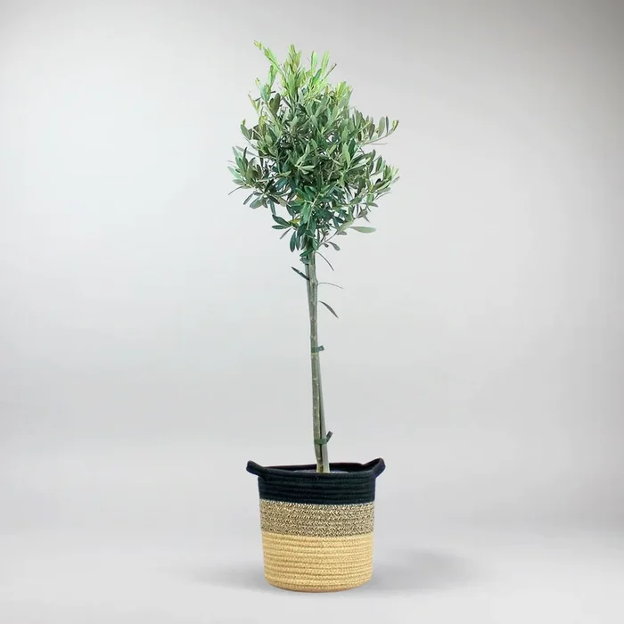 Olivenbaum | Olea europaea
