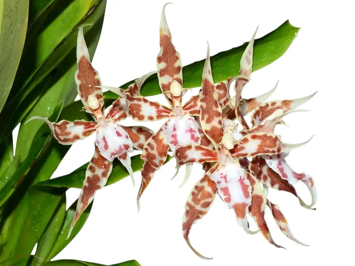 Oncidium crocidipterum