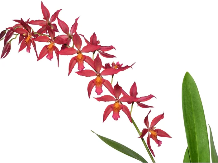Oncidium Gladys Eljuri
