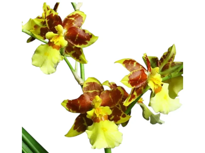Oncidium sphacelatum