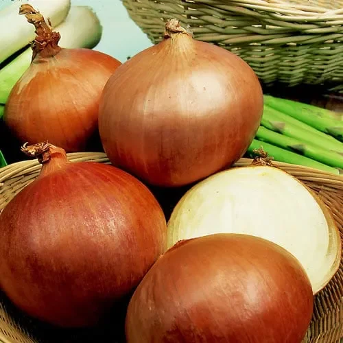 Onion Rijnsburger