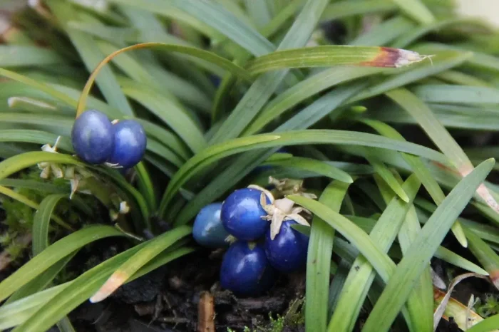 Ophiopogon japonicus ‚Minor‘ (Kleiner Garten-Schlangenbart)
