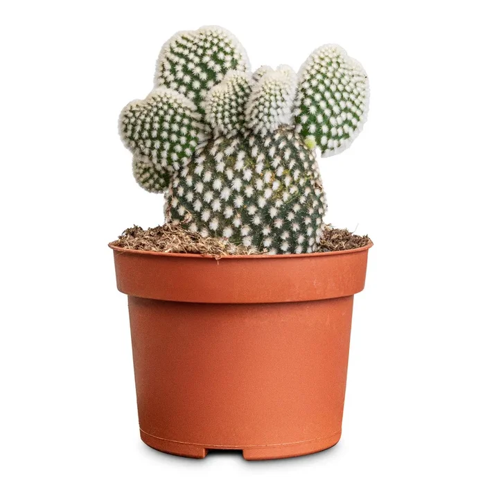 Opuntia microdasys – Bunny Ear Cactus