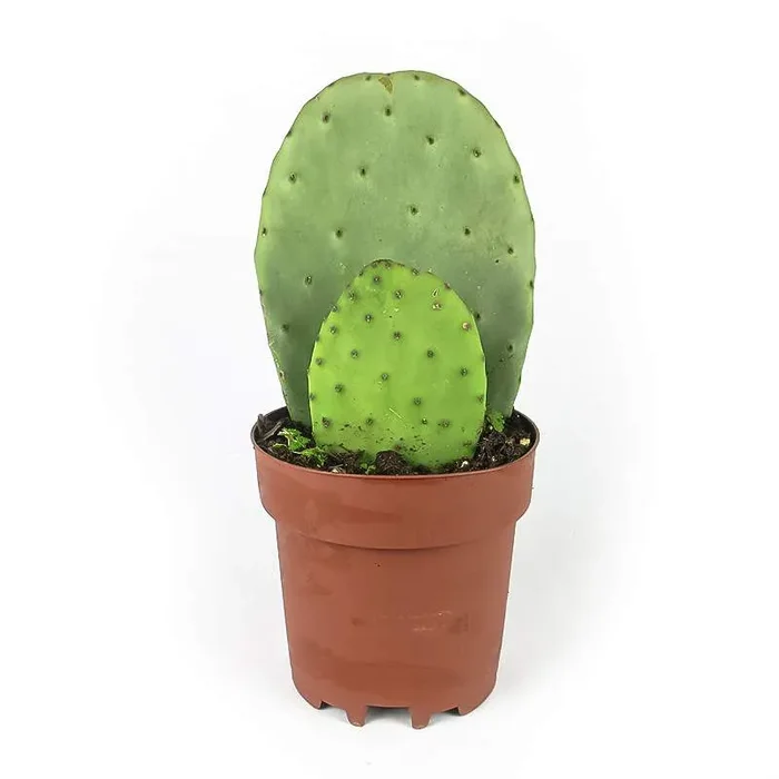 OPUNTIA oder PRICKLY PEAR
