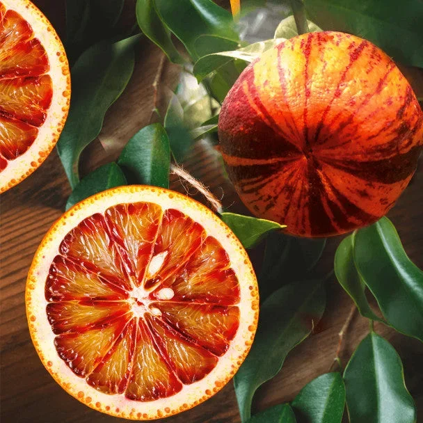 Orangenbaum Arcobal 70-100 cm – Citrus Sinensis ‚Arcobal‘ – Regenbogen Orange