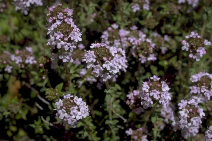 Orangenthymian, Thymus fragrantissimus