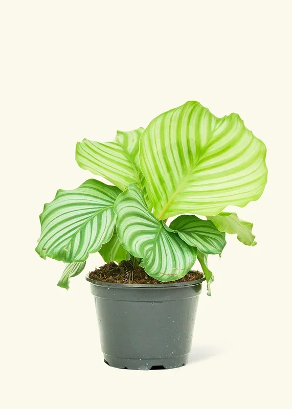 Orbit Peacock Plant, Medium