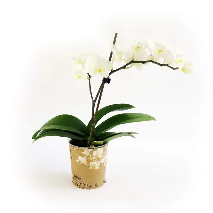 ORCHID VASE 9CM