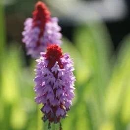 Orchideen-Primel (Primula vialii)