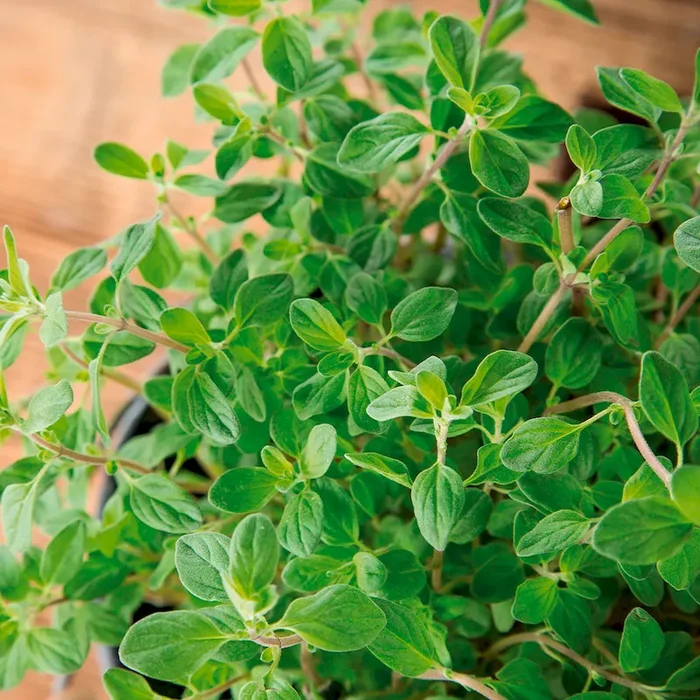 Oregano Bestellnummer 6683074