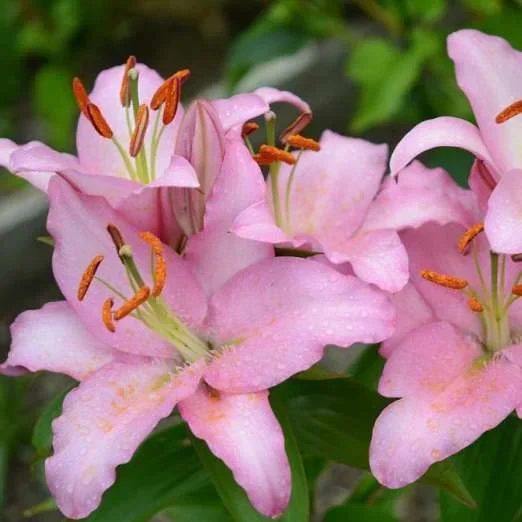 Orientalische Liliepink