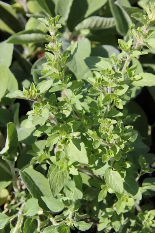Origanum heracleoticum (Griechischer Oregano)