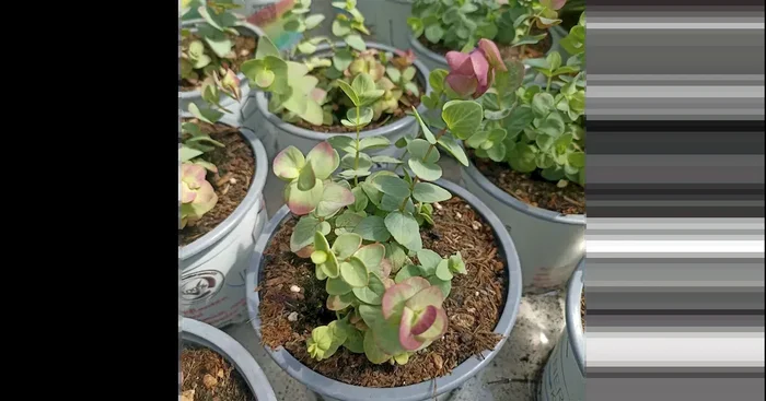 Origanum x rotundifolia Kirigami