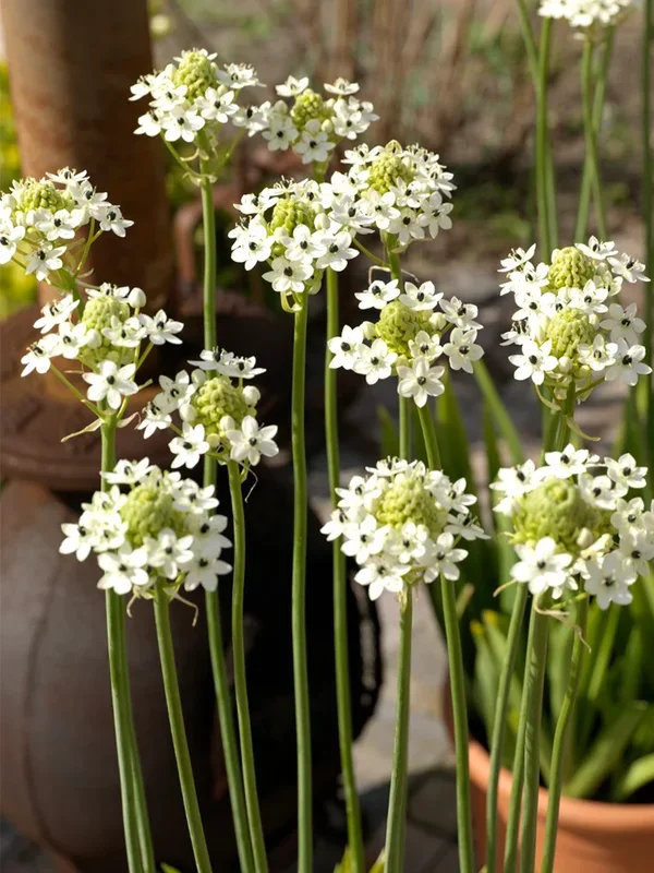 Ornithogalum Arabicum (Arabischer Milchstern)